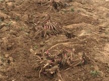 使用土壤墒情速测仪实现现代农业智能化灌溉
